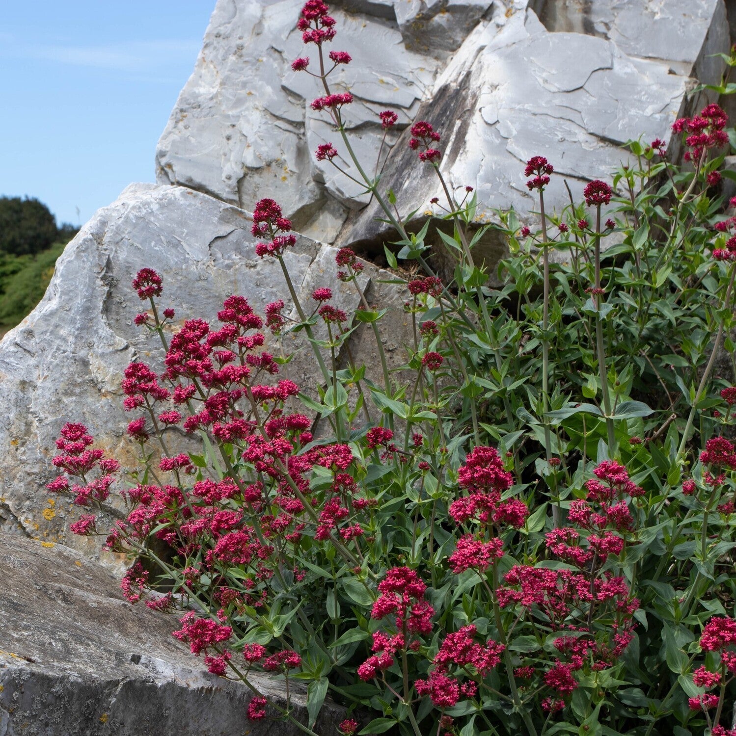 Valeriană roșie - Centranthus ruber ‘Coccineus’