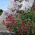 Valeriană roșie - Centranthus ruber ‘Coccineus’