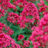 Valeriană roșie - Centranthus ruber ‘Coccineus’