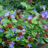 Plumbago - Ceratostigma plumbaginoides ‘Gentian Blue’