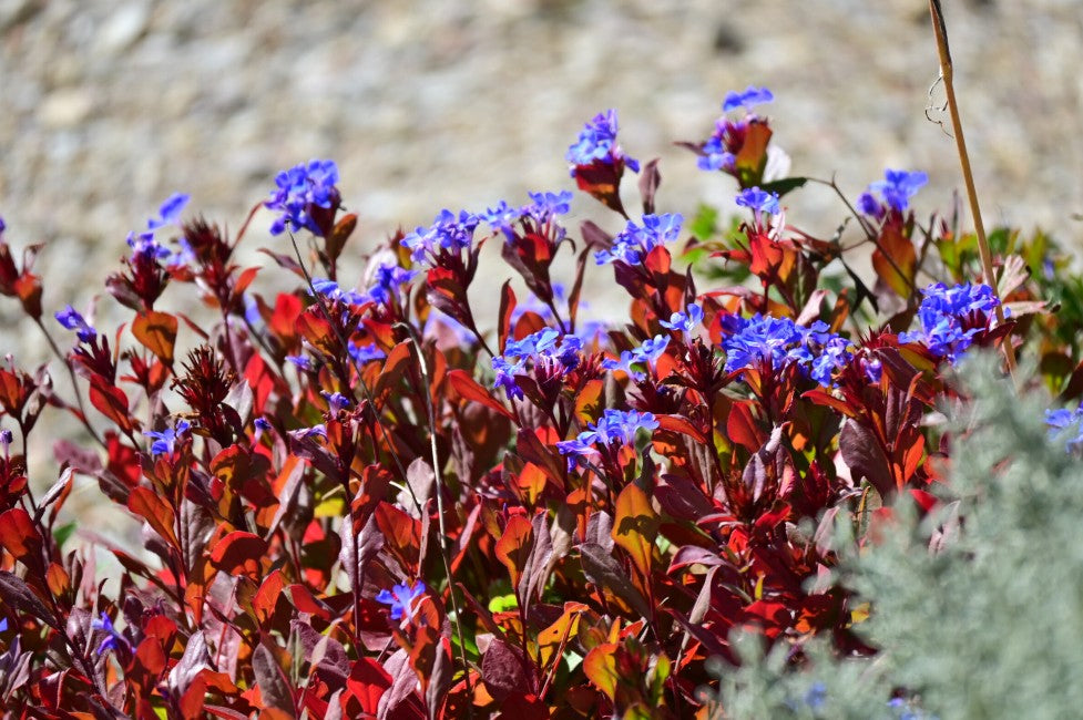 Plumbago - Ceratostigma plumbaginoides ‘Gentian Blue’