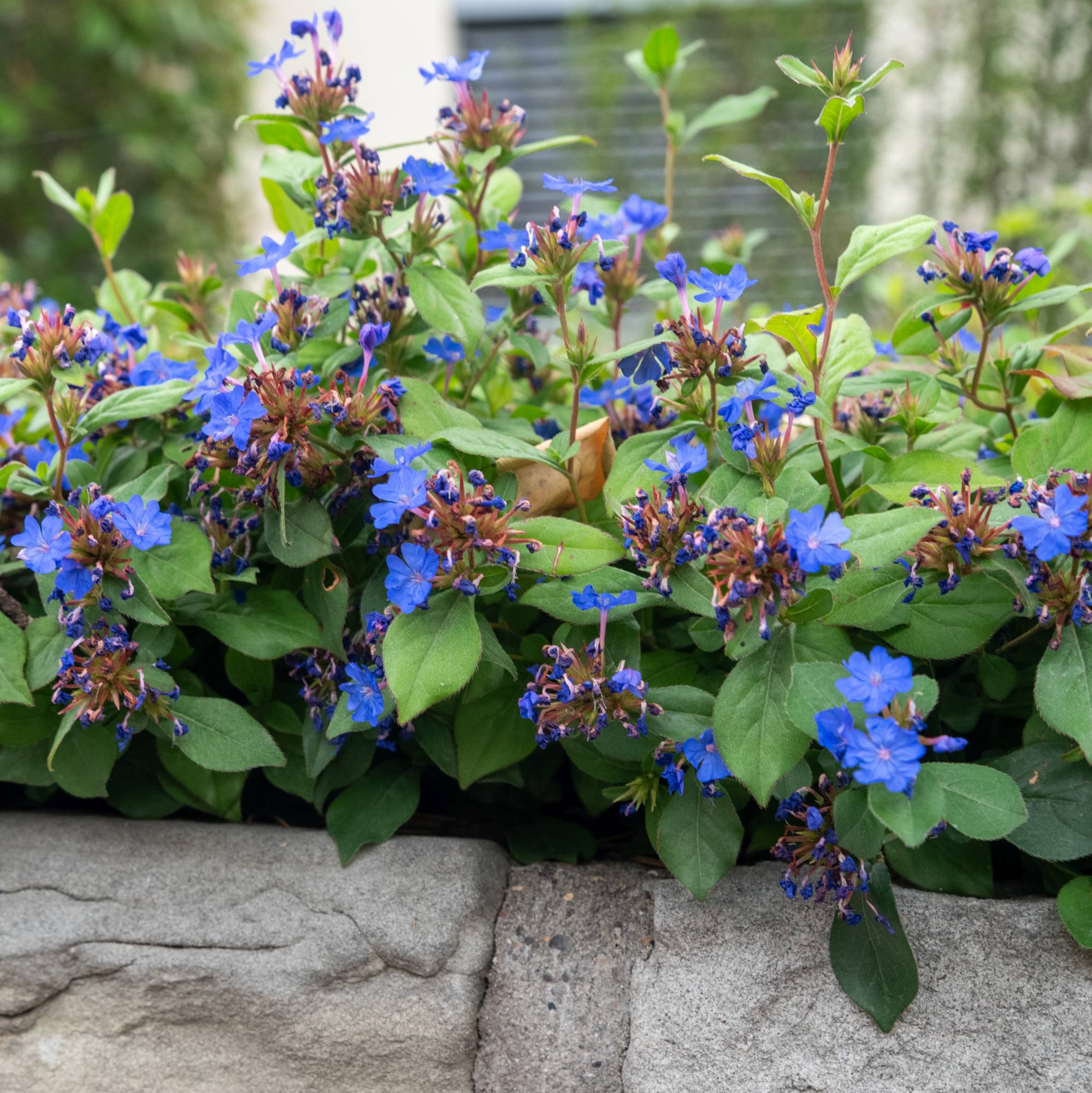 Plumbago - Ceratostigma plumbaginoides ‘Gentian Blue’