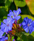 Plumbago - Ceratostigma plumbaginoides ‘Gentian Blue’
