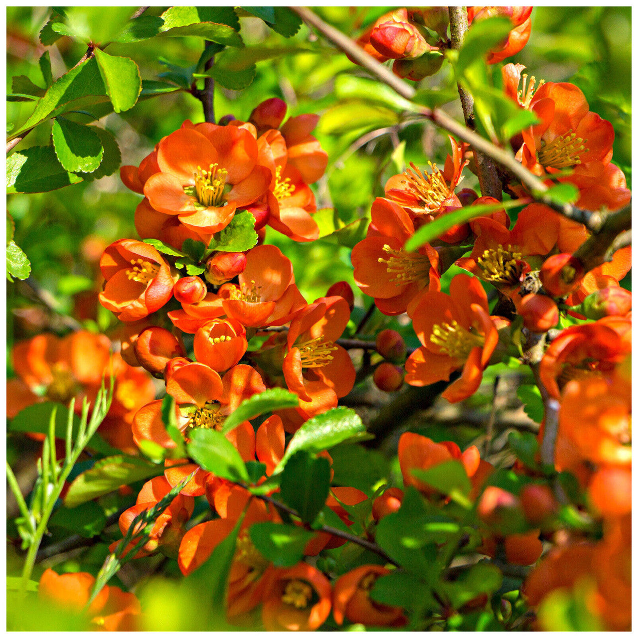 Gutui japonez portocaliu - Chaenomeles superba 'Orange Trail'