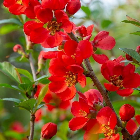 Gutui japonez roșu - Chaenomeles sp. Red Hybrid