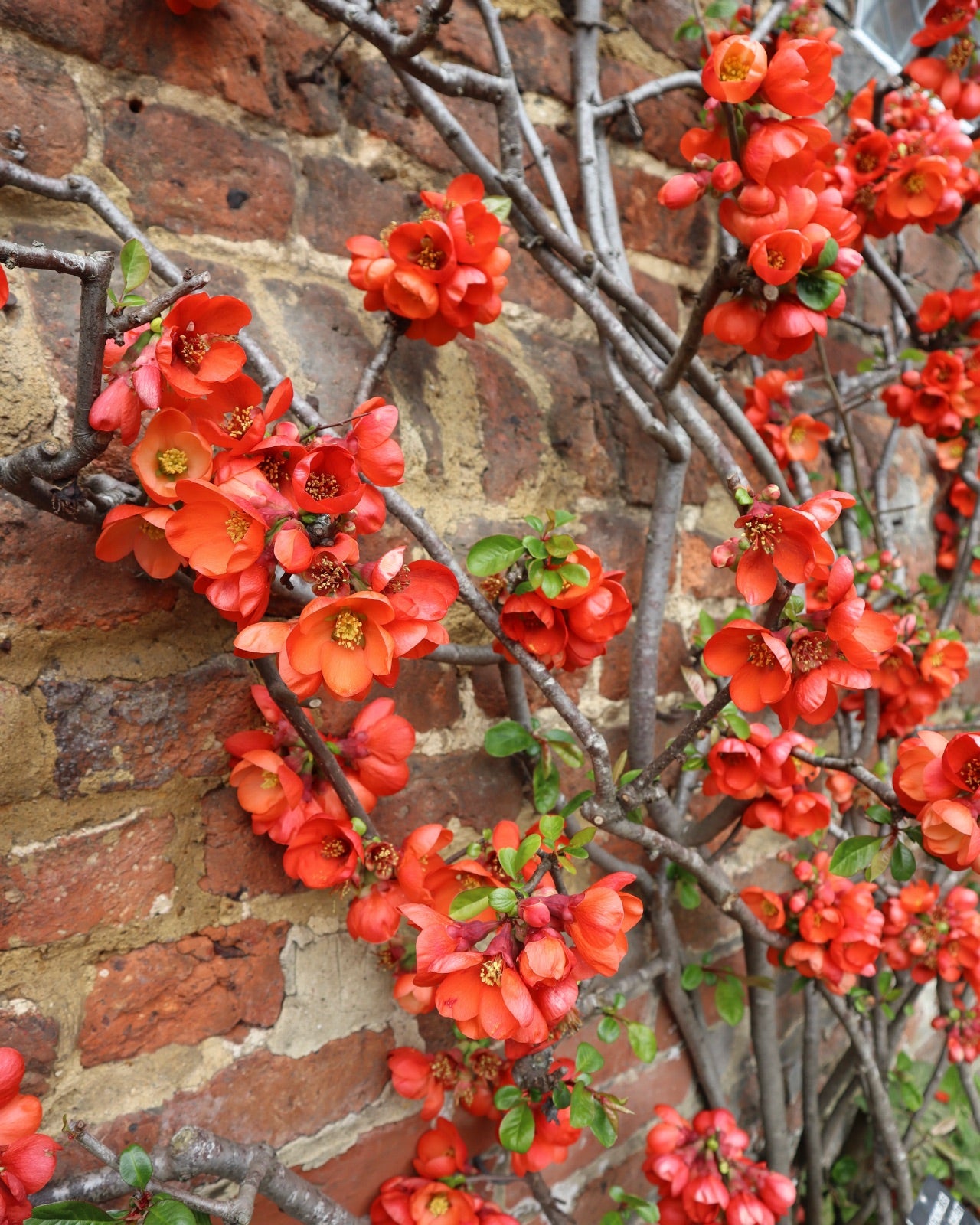 Gutui japonez portocaliu - Chaenomeles superba 'Orange Trail'