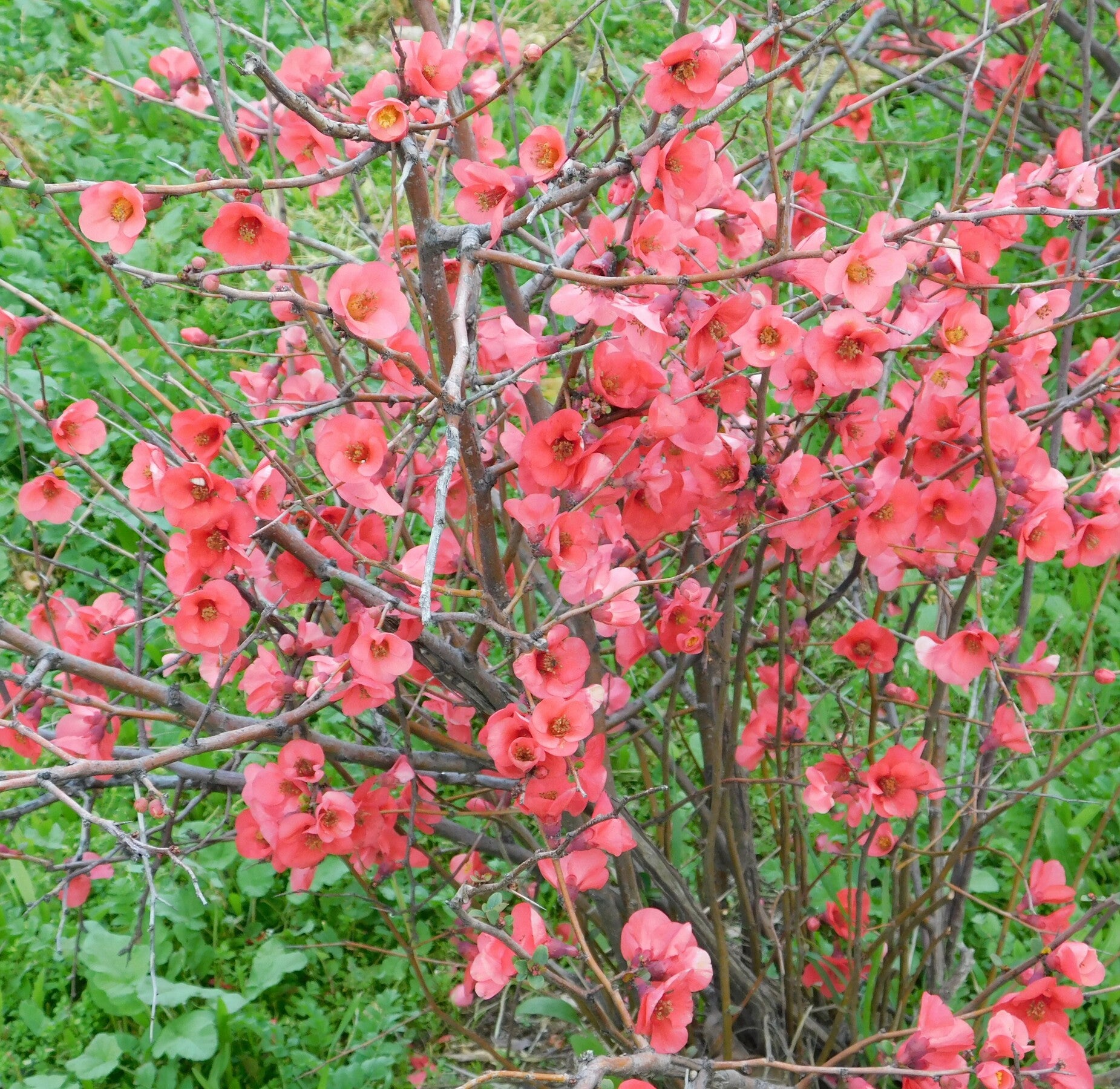 Gutui japonez roz - Chaenomeles superba 'Pink Lady'