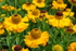 Floarea-soarelui de toamnă - Helenium autumnale Helena Gold