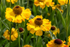 Floarea-soarelui de toamnă - Helenium autumnale Helena Gold