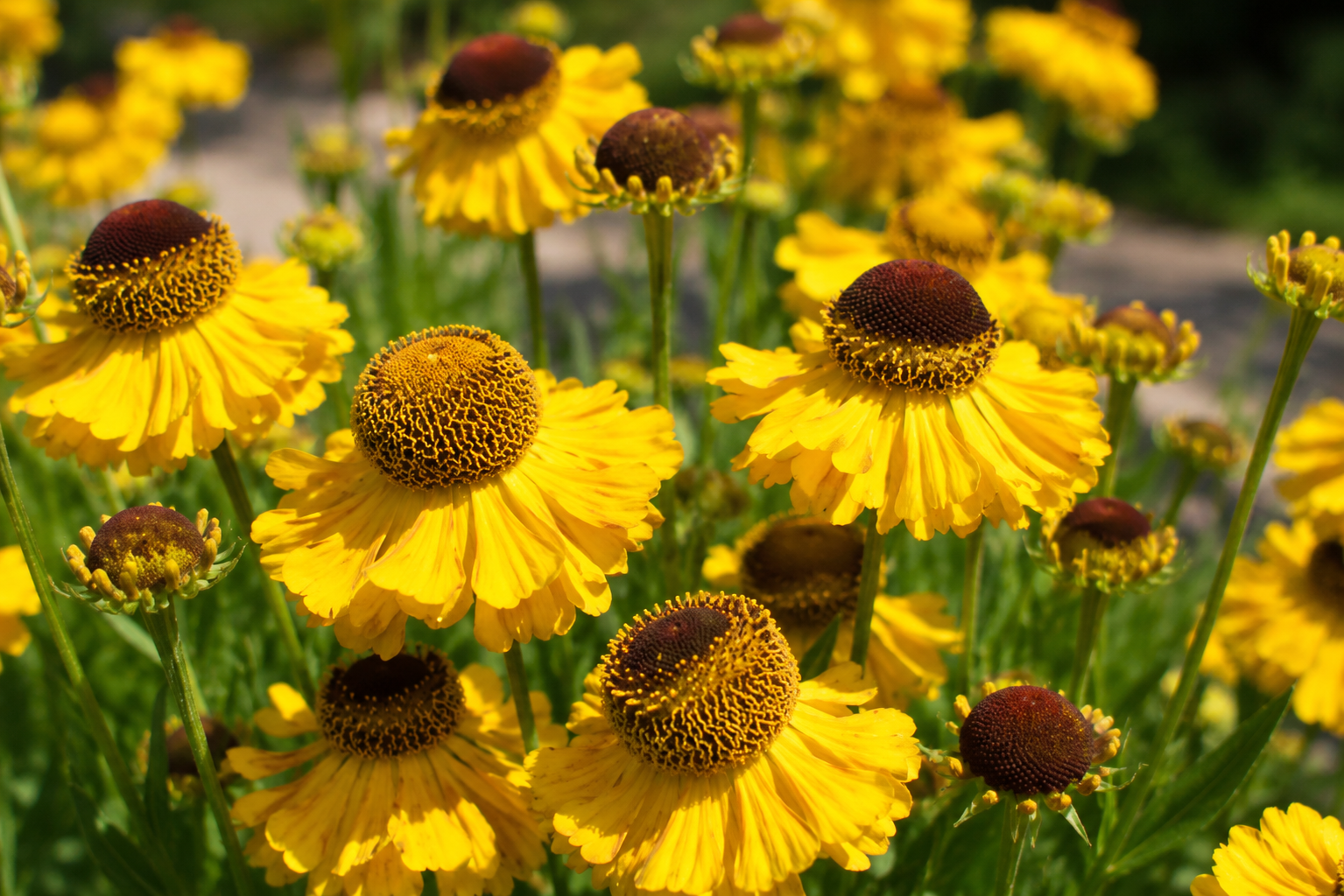 Floarea-soarelui de toamnă - Helenium autumnale Helena Gold