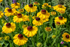 Floarea-soarelui de toamnă - Helenium autumnale Helena Gold