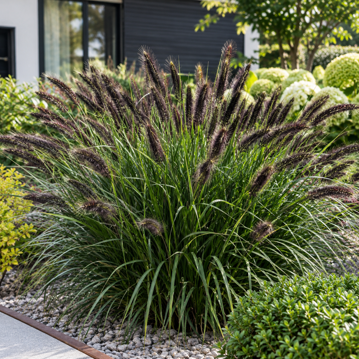 Pennisetum Alopecuroides 'Black Beauty'