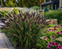 Pennisetum Alopecuroides 'Black Beauty'