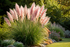 Iarba de Pampas Roz - Cortaderia Selloana Pink Feather