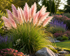 Iarba de Pampas Roz - Cortaderia Selloana Pink Feather