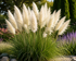 Iarba de Pampas Alb - Cortaderia Selloana White Feather
