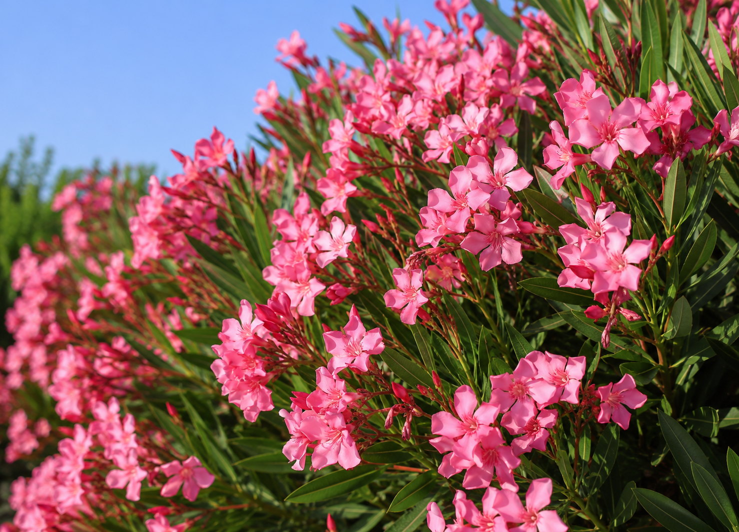Leandru Rezistent - Nerium Oleander Hardy