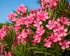 Leandru Rezistent - Nerium Oleander Hardy
