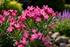 Leandru Rezistent - Nerium Oleander Hardy