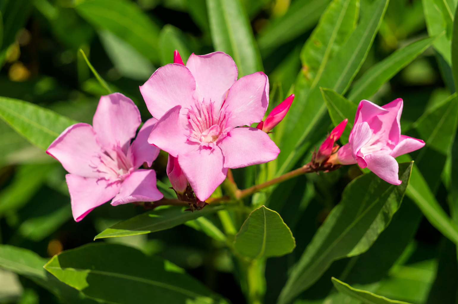 Leandru Rezistent - Nerium Oleander Hardy