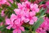 Leandru Rezistent - Nerium Oleander Hardy