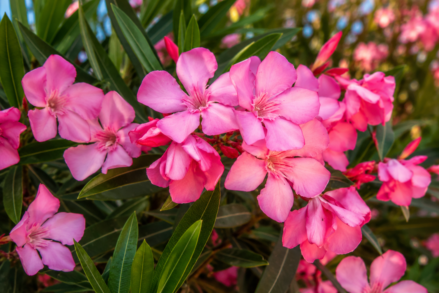 Leandru Rezistent - Nerium Oleander Hardy