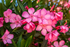 Leandru Rezistent - Nerium Oleander Hardy