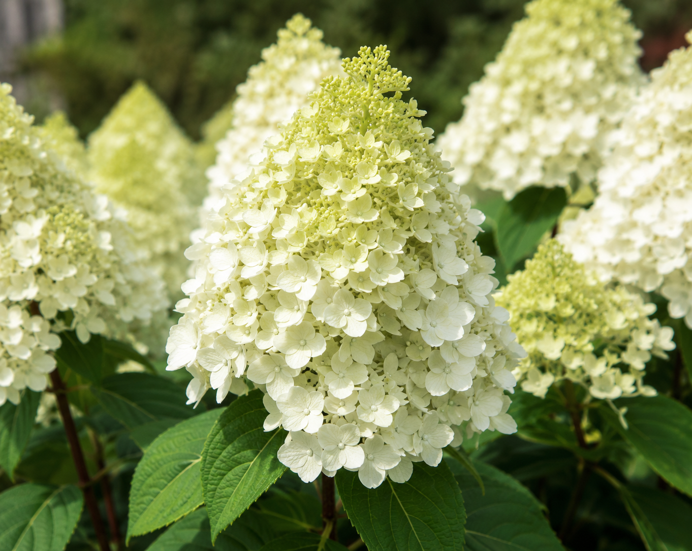Hortensia Silver Dollar - Hydrangea Paniculata 'Silver Dollar'