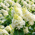Hortensia Silver Dollar - Hydrangea Paniculata 'Silver Dollar'
