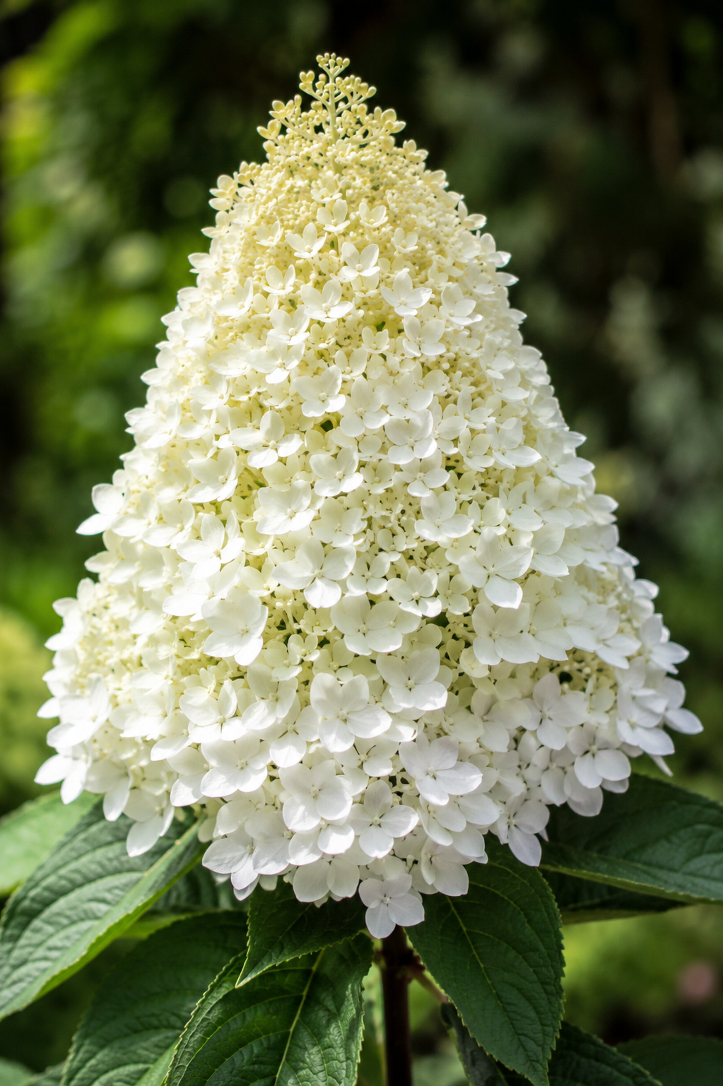 Hortensia Silver Dollar - Hydrangea Paniculata 'Silver Dollar'