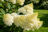 Hortensia Silver Dollar - Hydrangea Paniculata 'Silver Dollar'