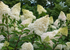 Hortensia Silver Dollar - Hydrangea Paniculata 'Silver Dollar'