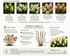 Hortensia Silver Dollar - Hydrangea Paniculata 'Silver Dollar'