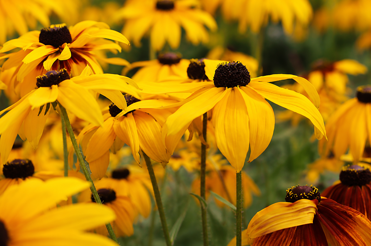 Rudbeckia Fulgida Gold Blitz