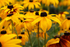 Rudbeckia Fulgida Gold Blitz