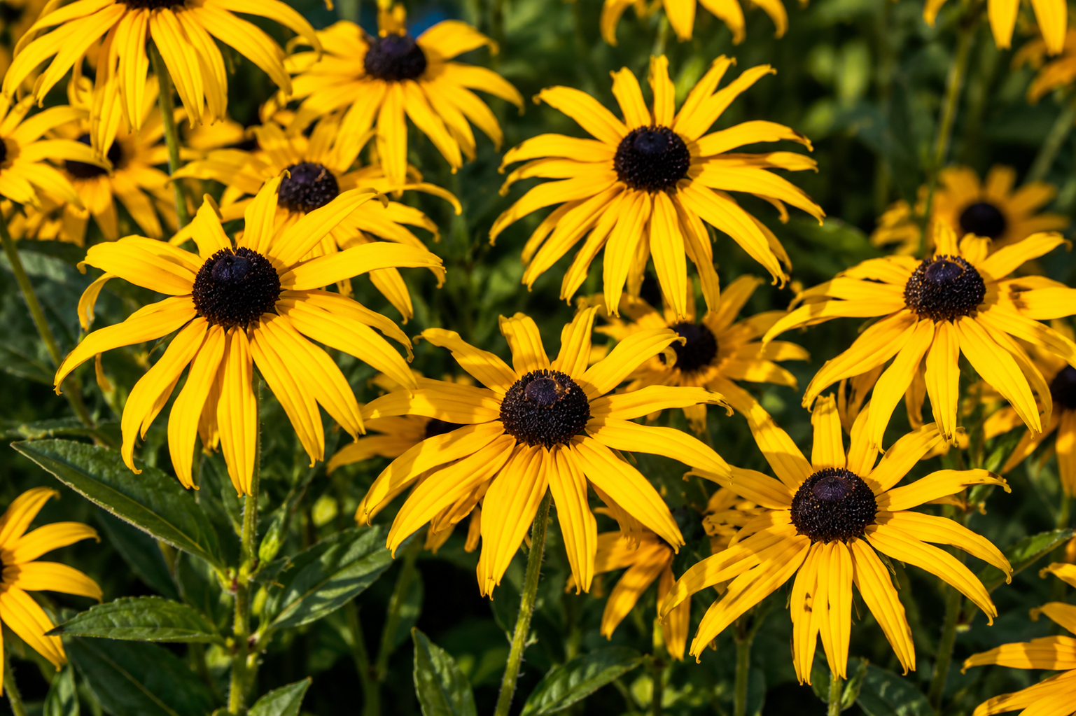 Rudbeckia Fulgida Gold Blitz