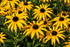 Rudbeckia Fulgida Gold Blitz
