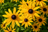 Rudbeckia Fulgida Gold Blitz