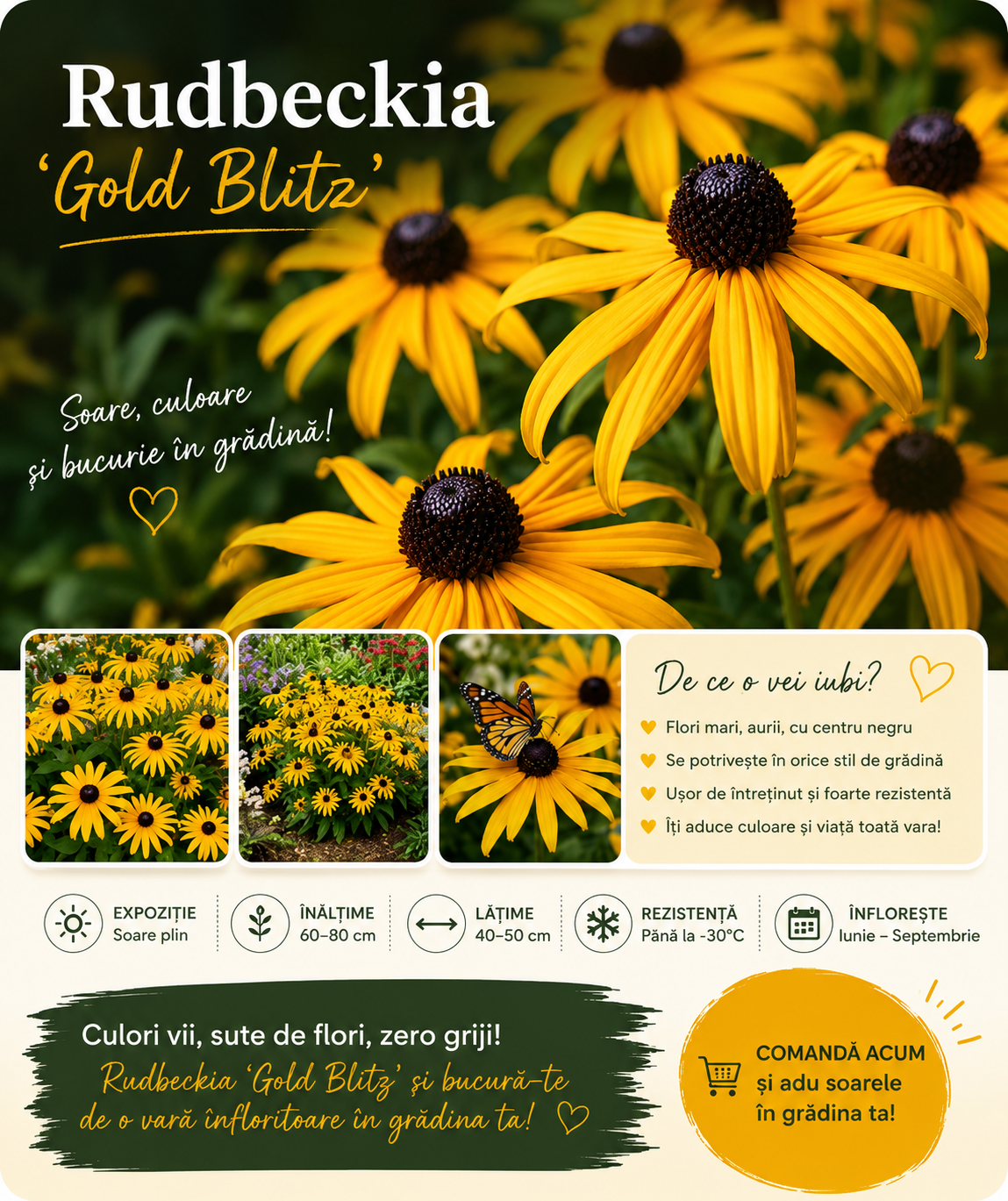 Rudbeckia Fulgida Gold Blitz