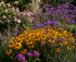 Rudbeckia Fulgida Gold Blitz