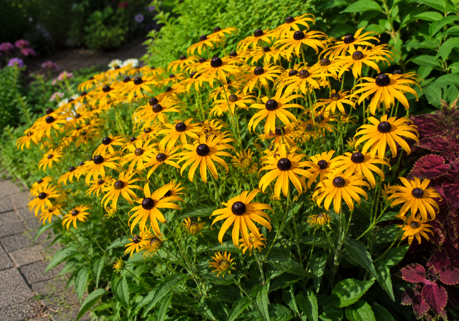 Rudbeckia Fulgida Gold Blitz