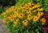 Rudbeckia Fulgida Gold Blitz