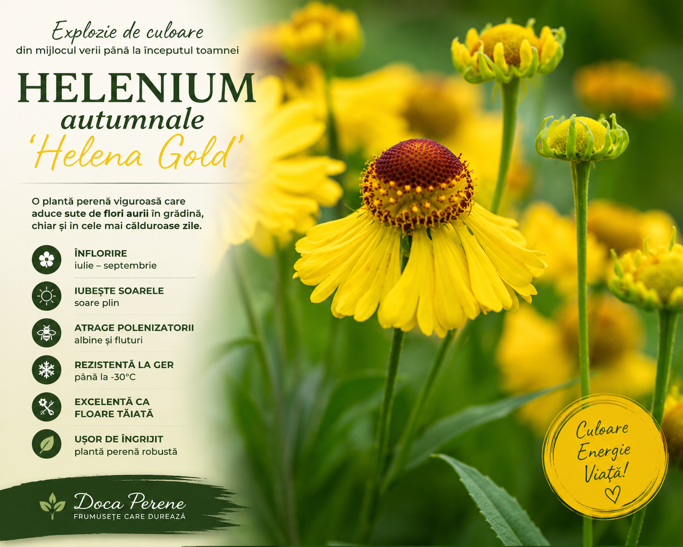 Floarea-soarelui de toamnă - Helenium autumnale Helena Gold