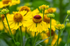 Floarea-soarelui de toamnă - Helenium autumnale Helena Gold