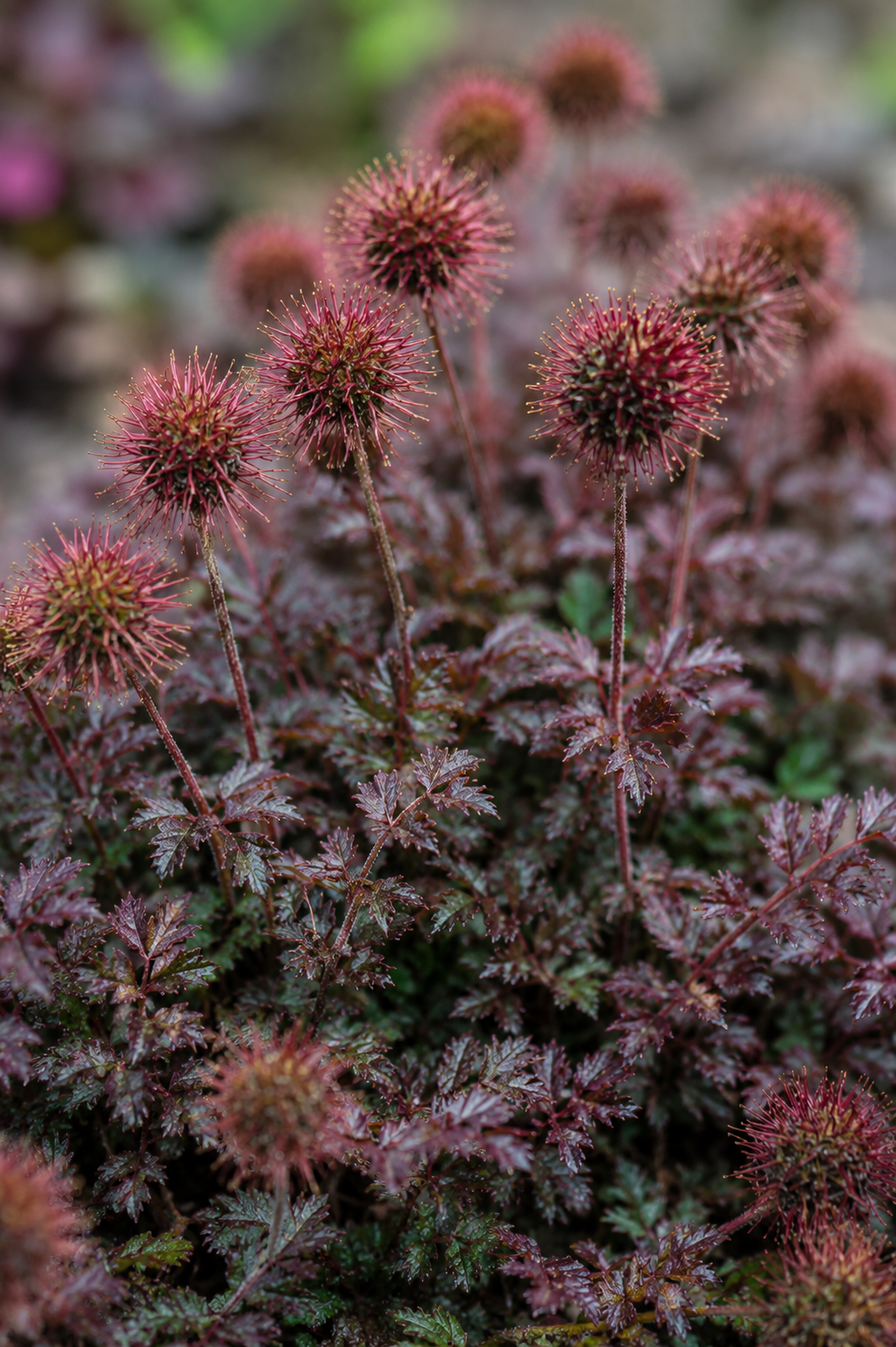 Acaena microphylla Kupferteppich