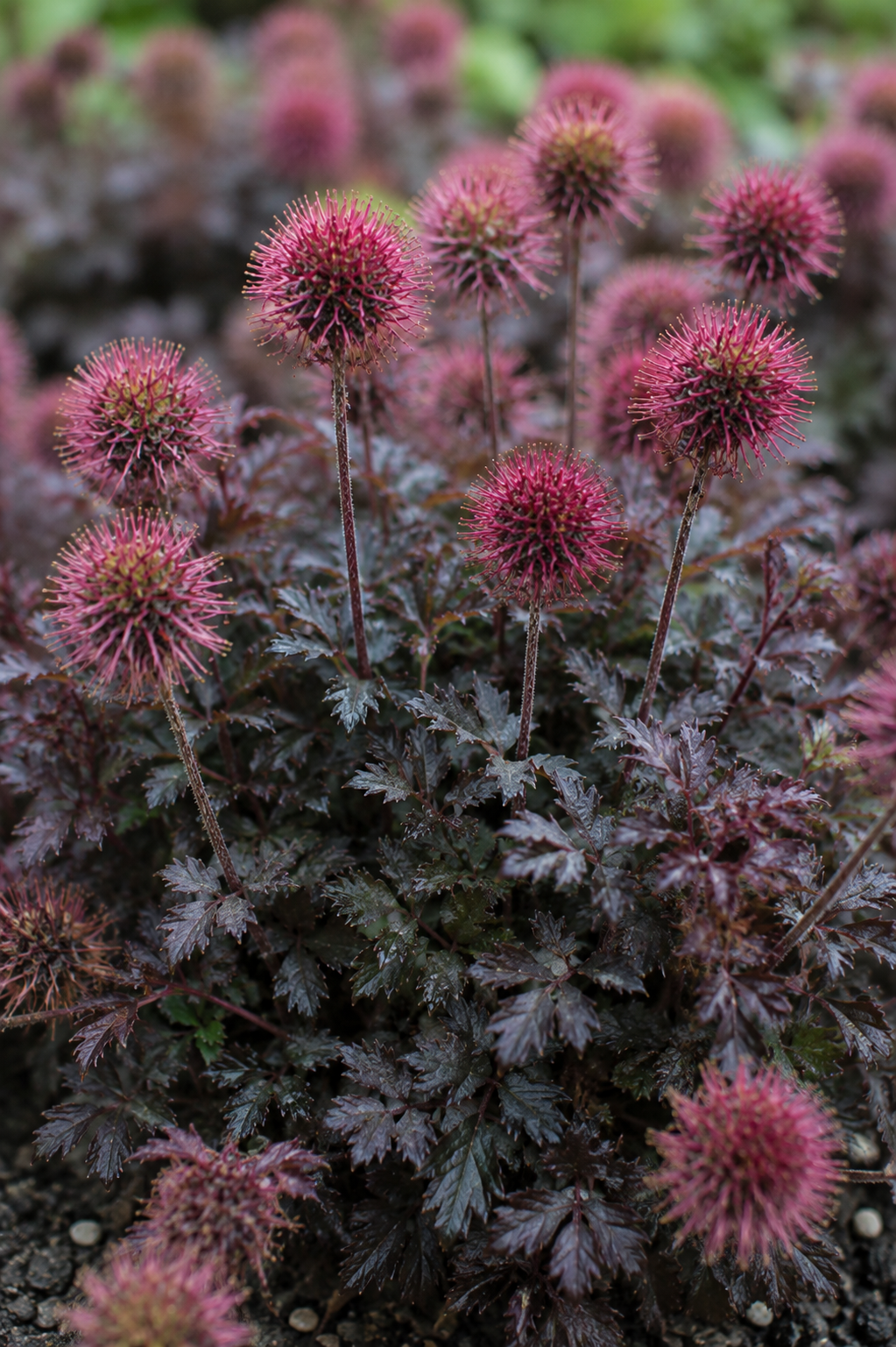 Acaena microphylla Kupferteppich