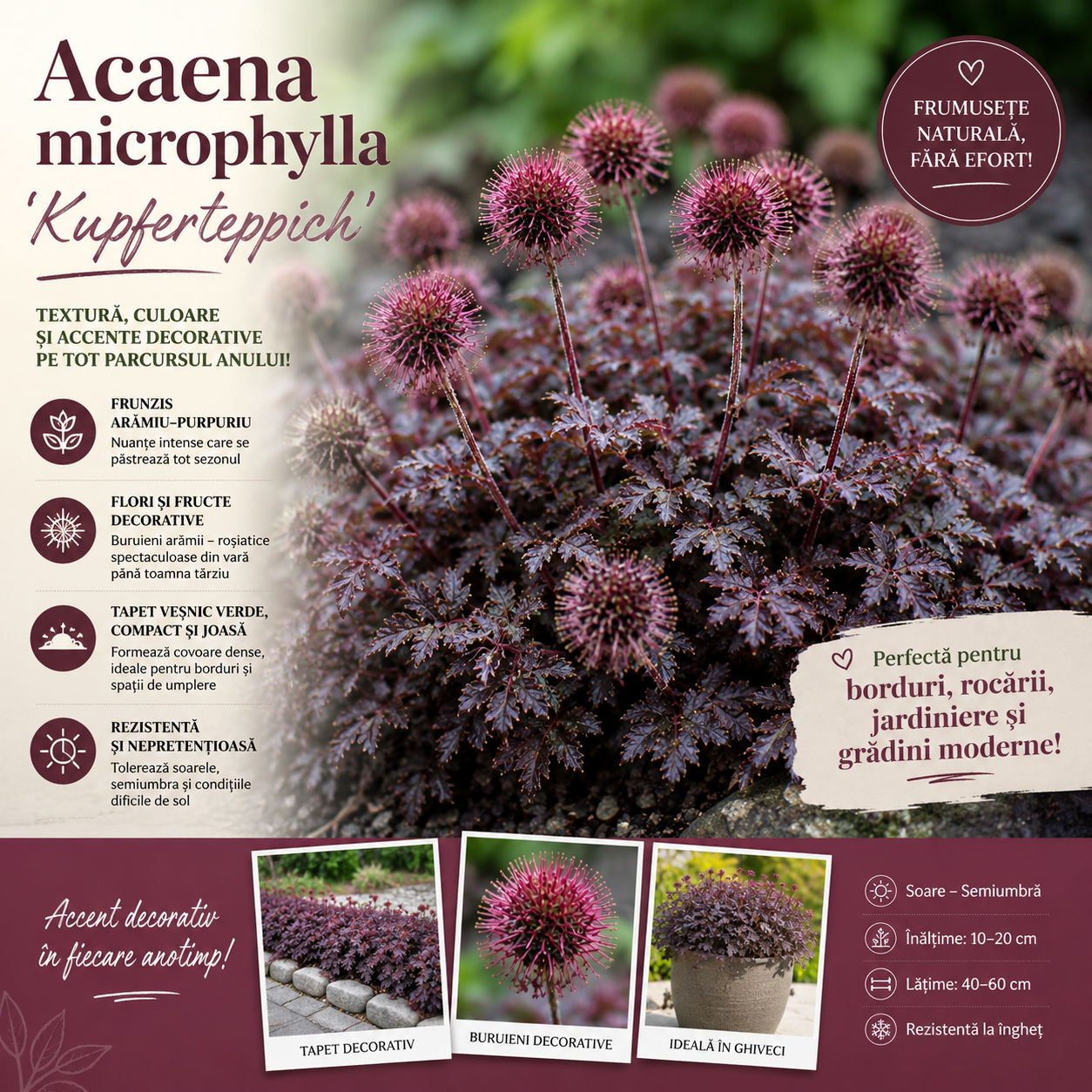 Acaena microphylla Kupferteppich