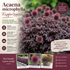 Acaena microphylla Kupferteppich