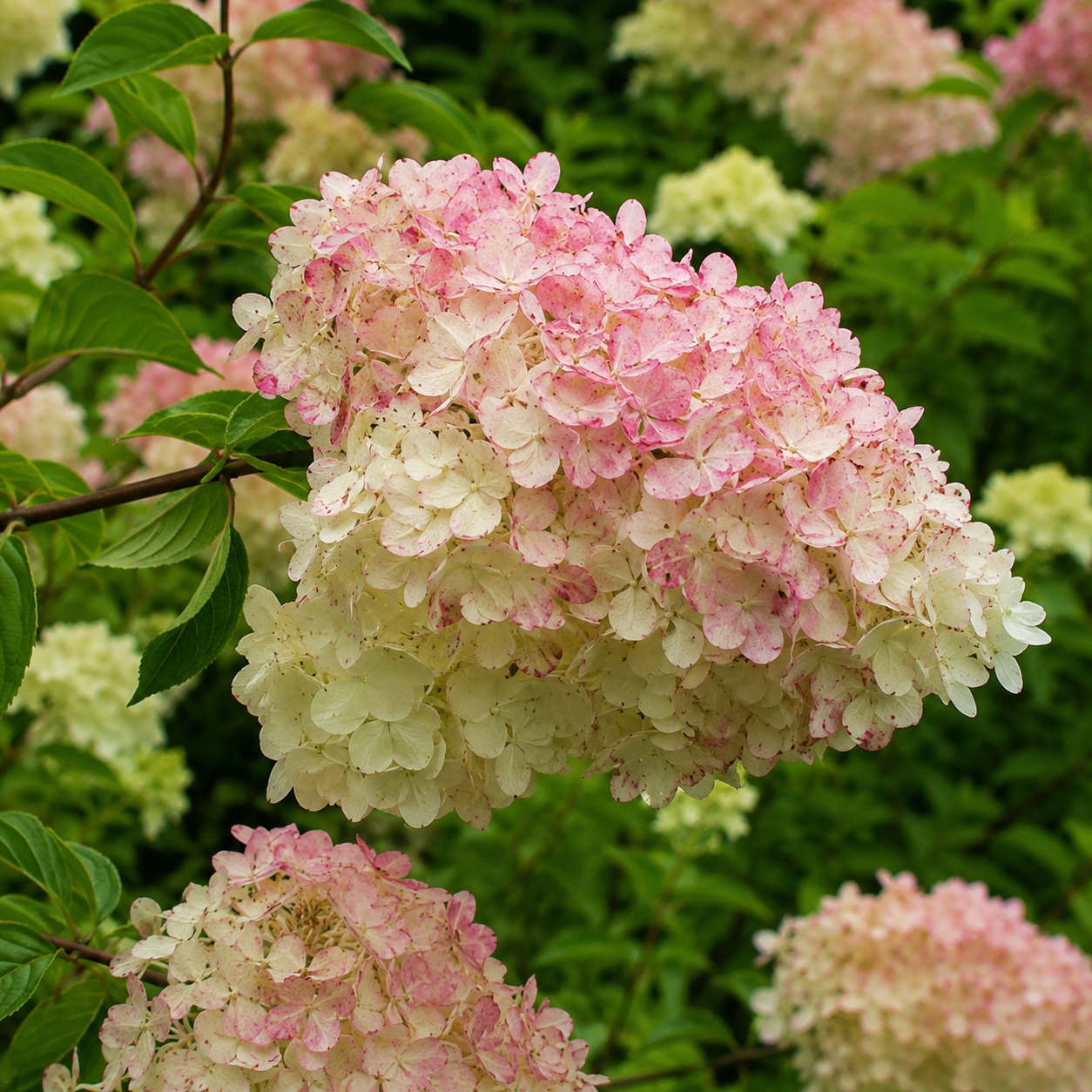 Hortensie 'Phantom' - Hydrangea Paniculata Phantom