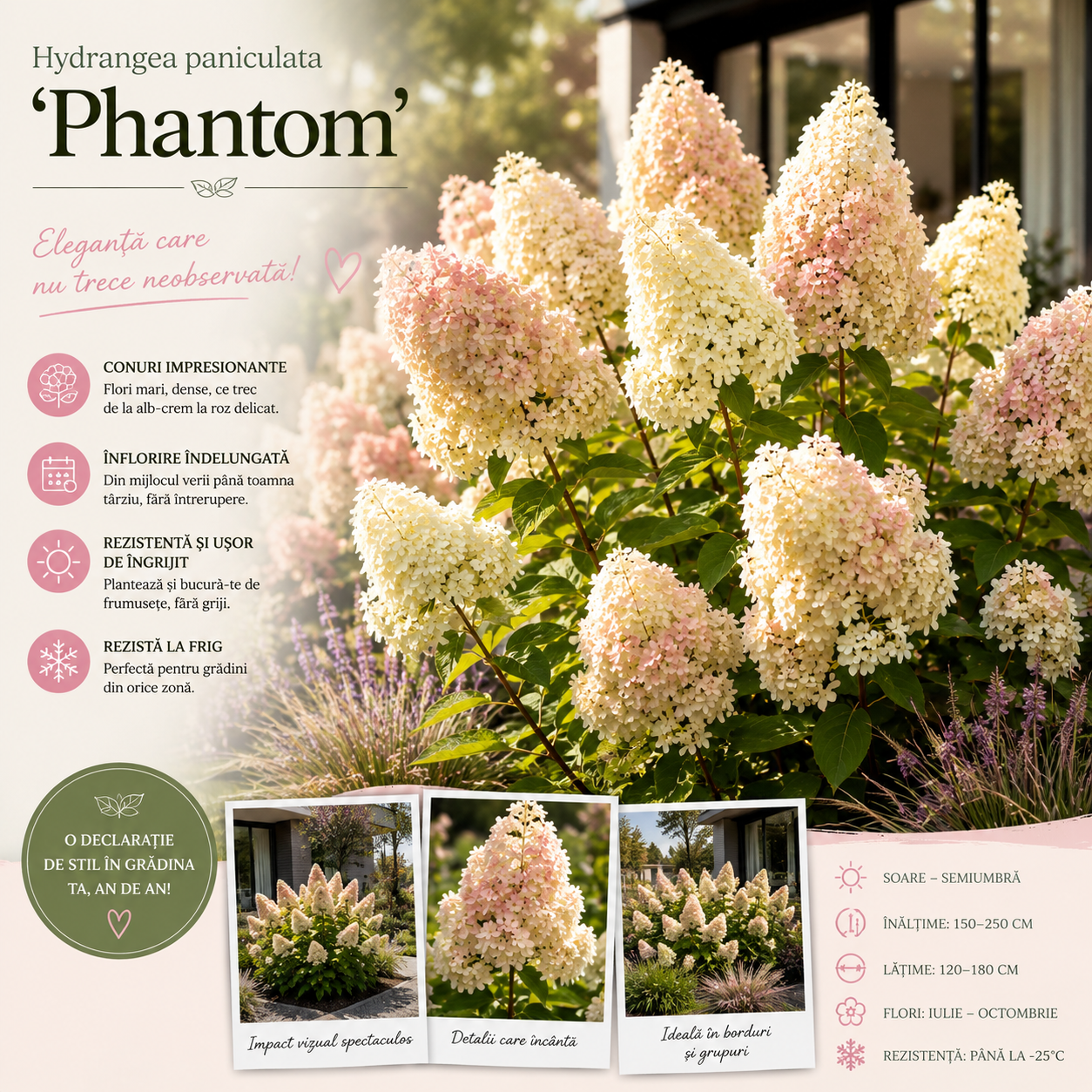 Hortensie 'Phantom' - Hydrangea Paniculata Phantom